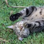 a cat laying on its back in the grass