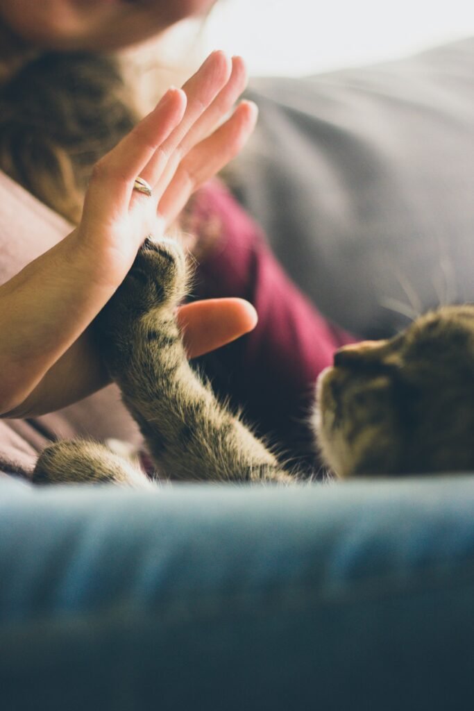 tabby cat touching person's palm